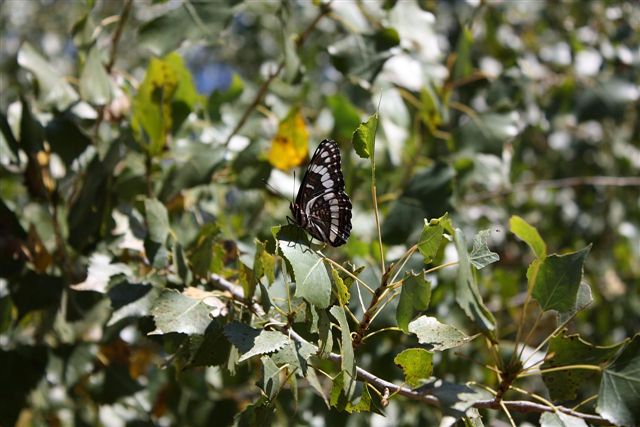 Butterfly-fd0000